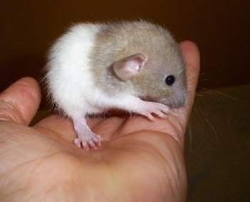 A tan and white Dumbo rat is laying in a persons hand inspecting the person's pinky.